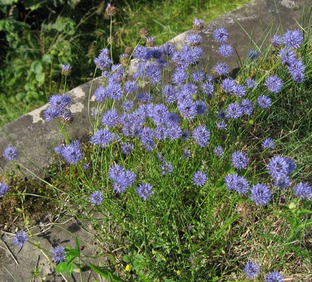 Jasione6