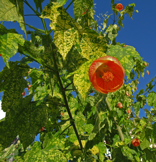 Abutilon4