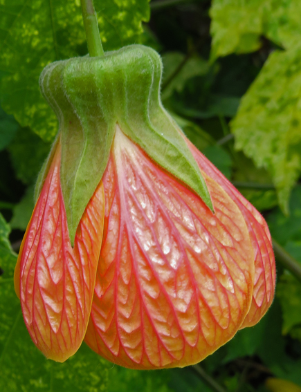 Abutilon2