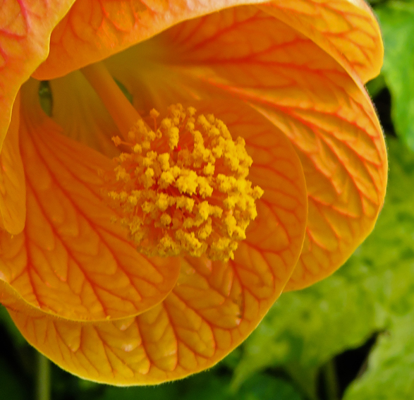 Abutilon3