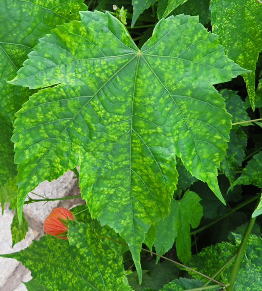 Abutilon1