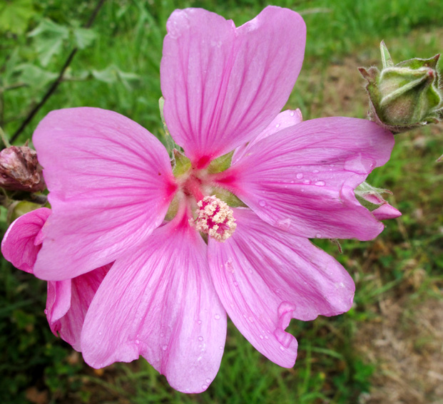 Lavatera5