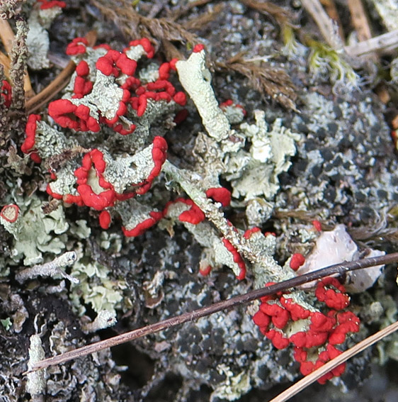 Cladonia1