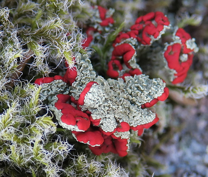 Cladonia2