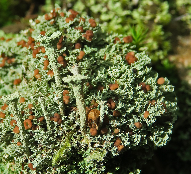 Cladonia sp