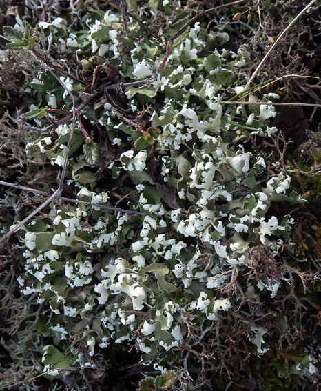 cladonia