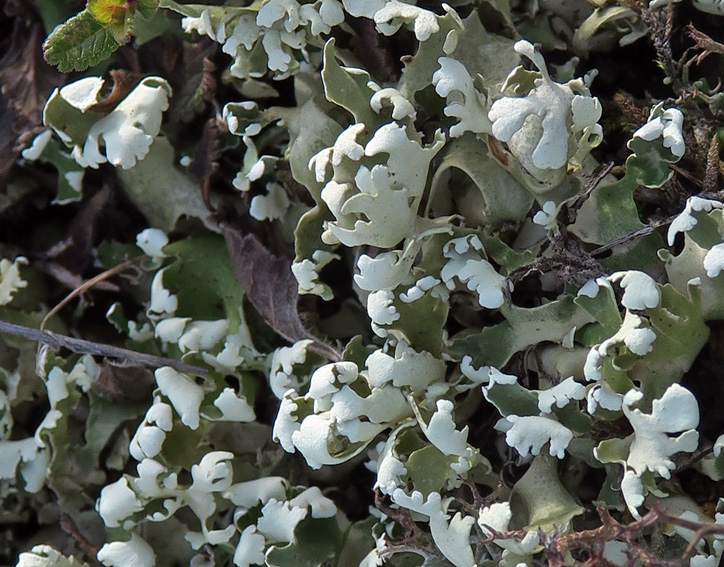 cladonia