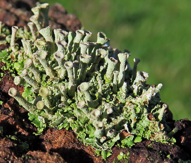 cladonia