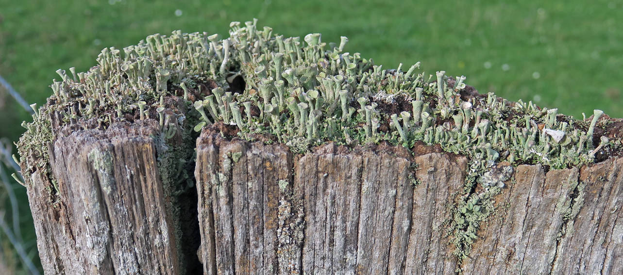 cladonia