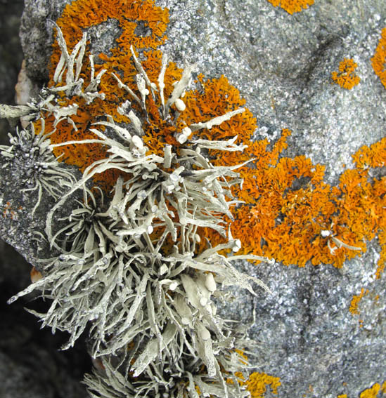 Ramalina1