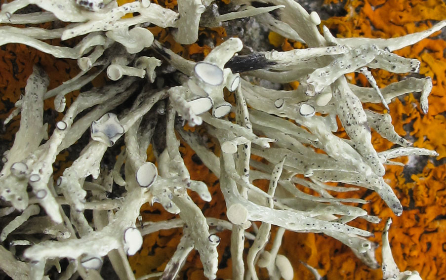 Ramalina2