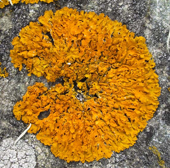 Xanthoria1