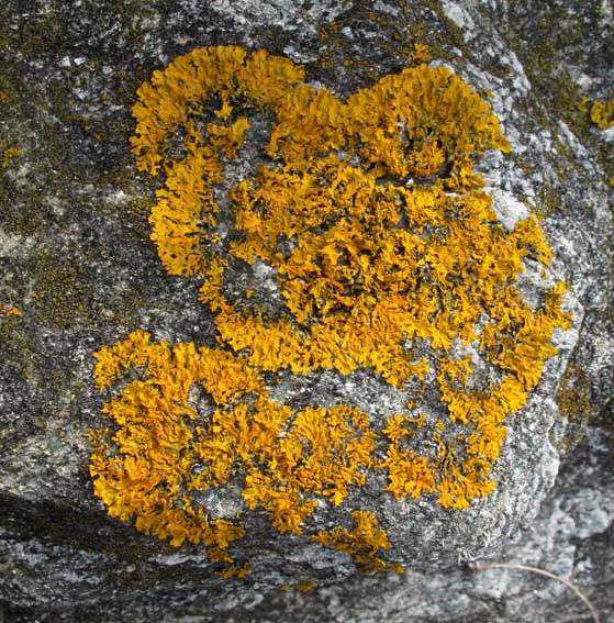 Xanthoria1