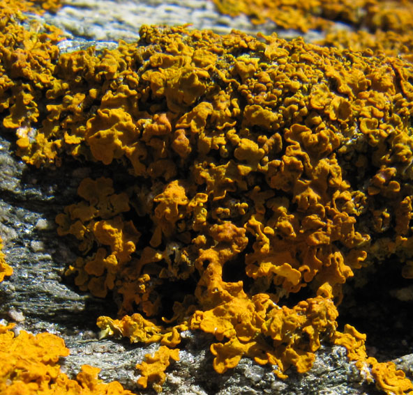 Xanthoria2