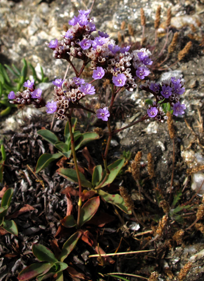 Limonium1