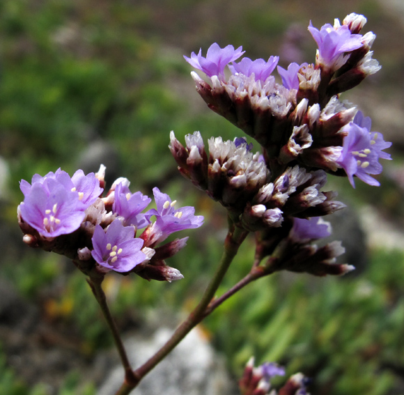 Limonium3