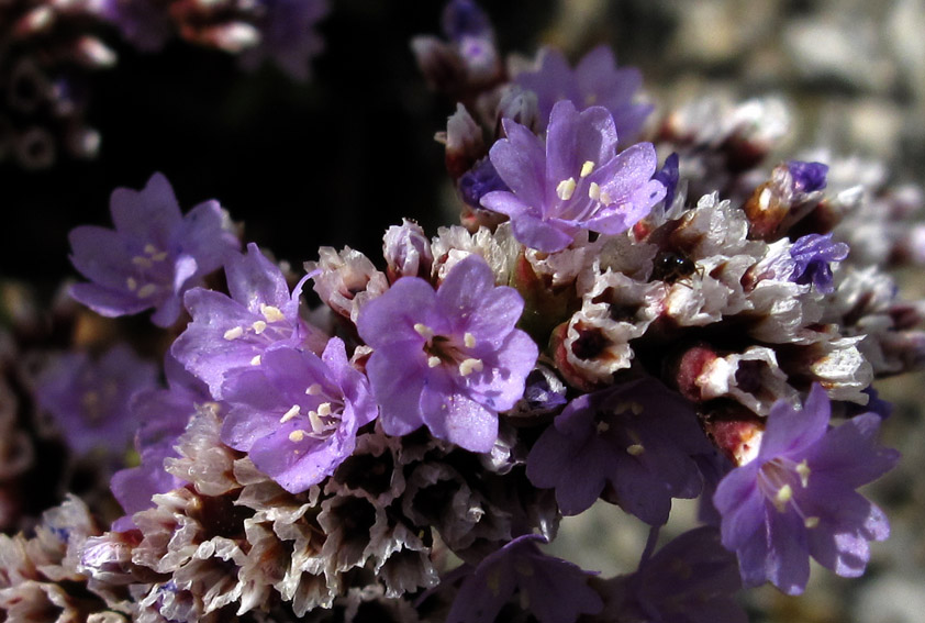 Limonium4