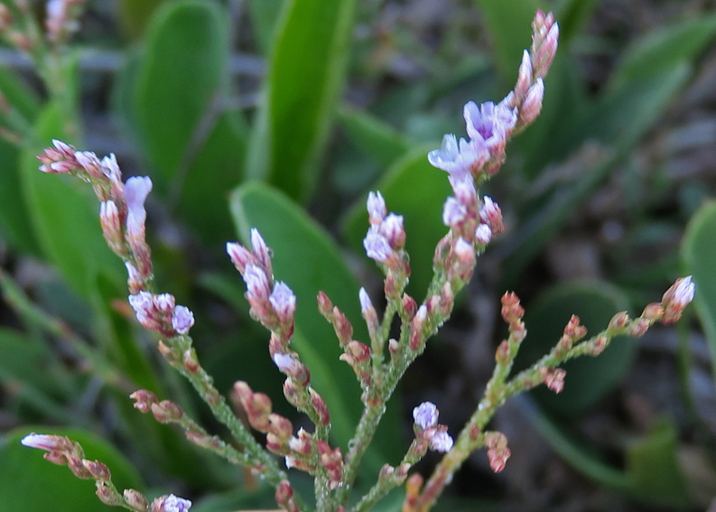 Limonium5b