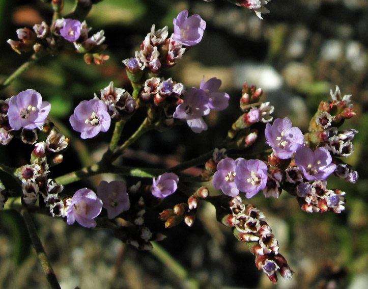 Limonium9