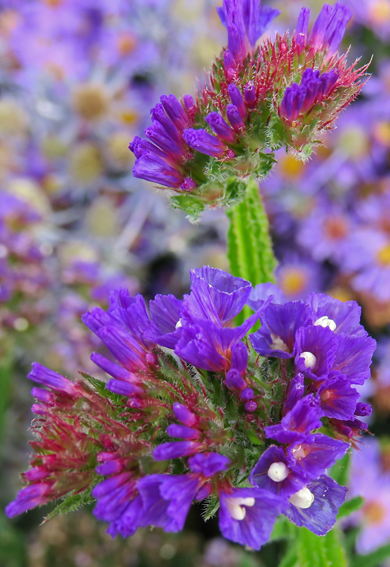 Limonium10