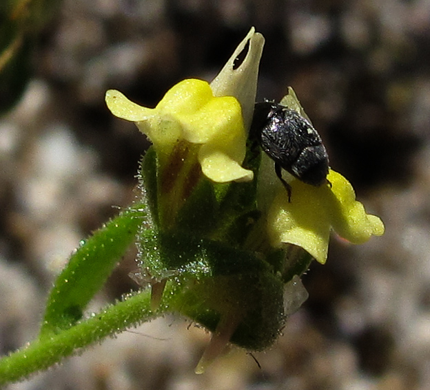 Linaria4