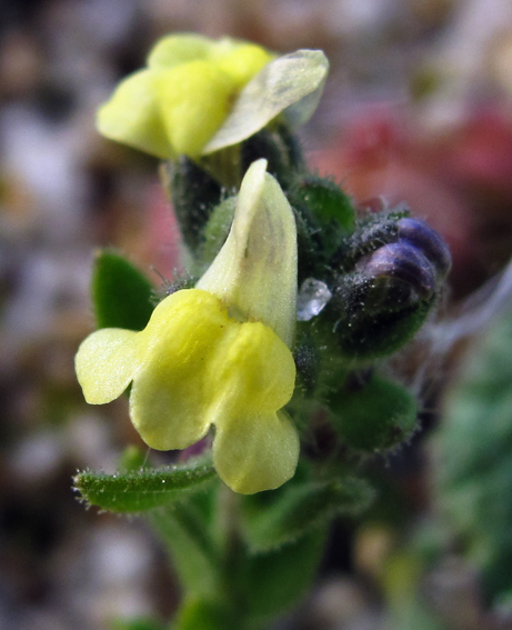 Linaria6