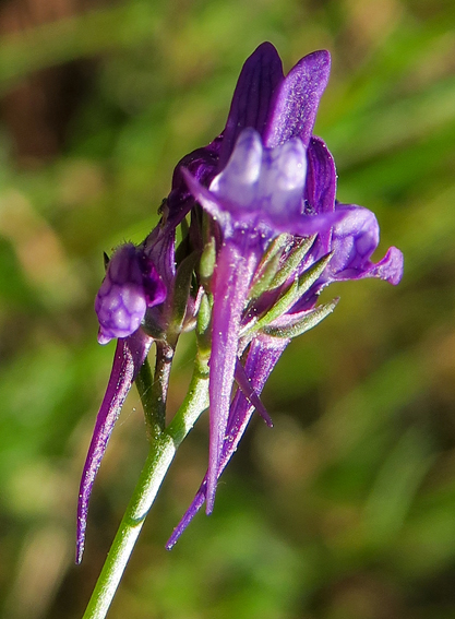 Linaria9