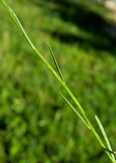 Linaria7