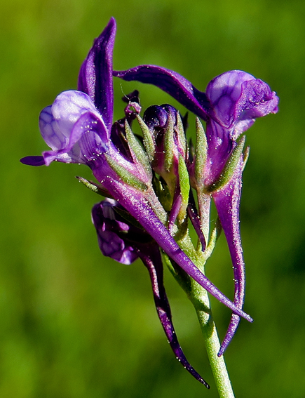 Linaria10