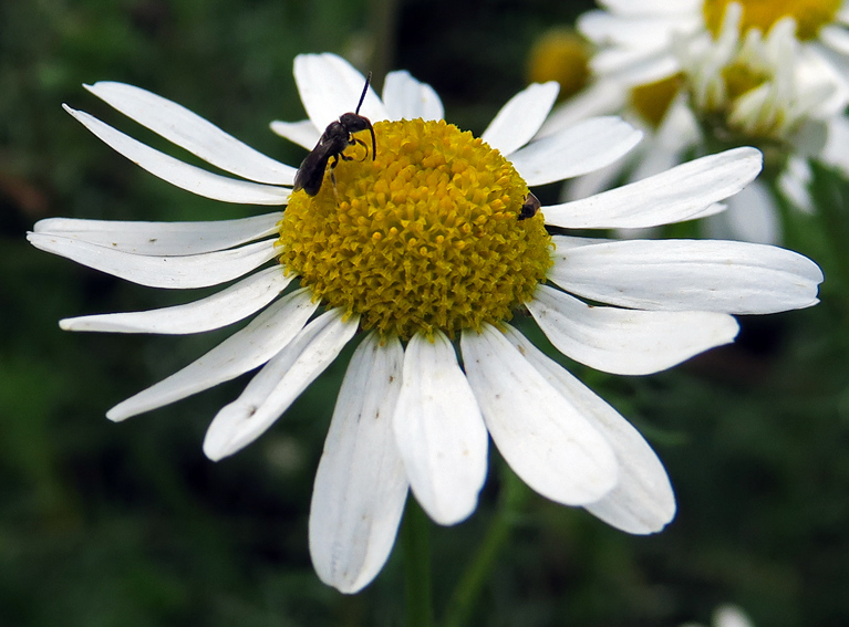 Matricaria6d
