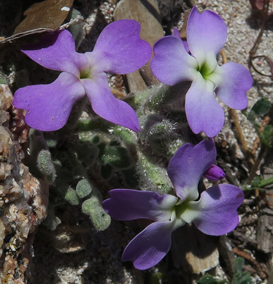 Matthiola10