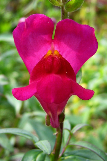 Antirrhinum2