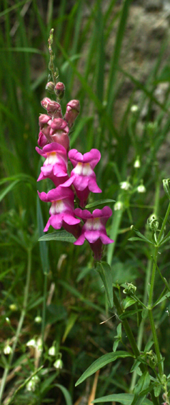 Antirrhinum0