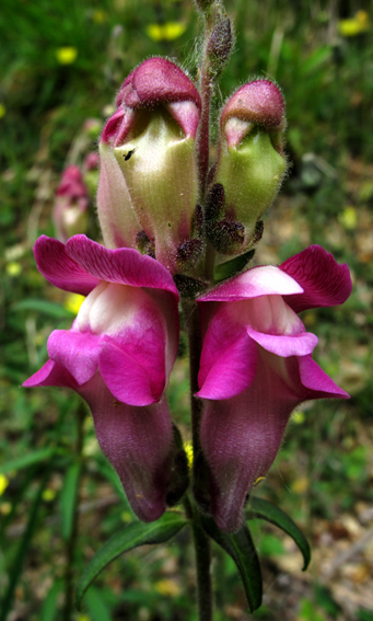 Antirrhinum0a