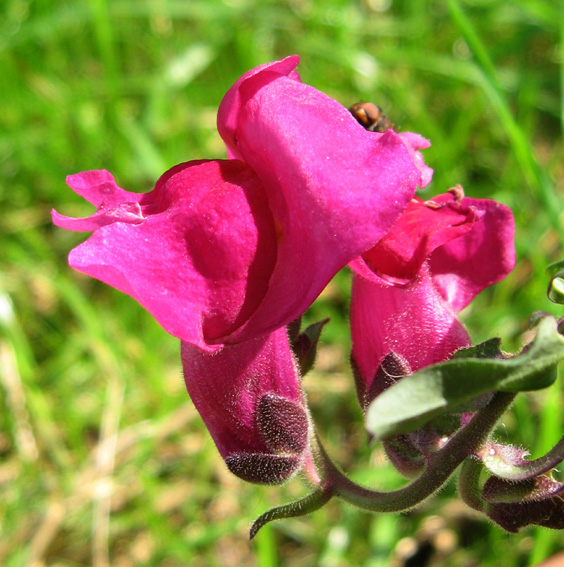 Antirrhinum1