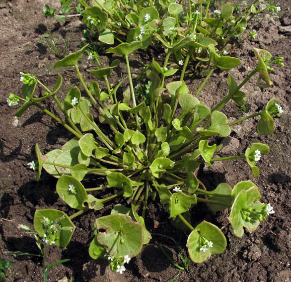 Claytonia1