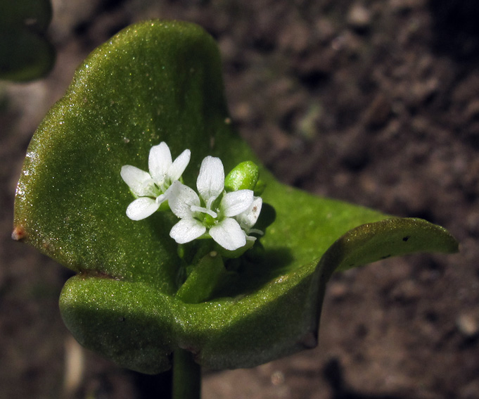 Claytonia2