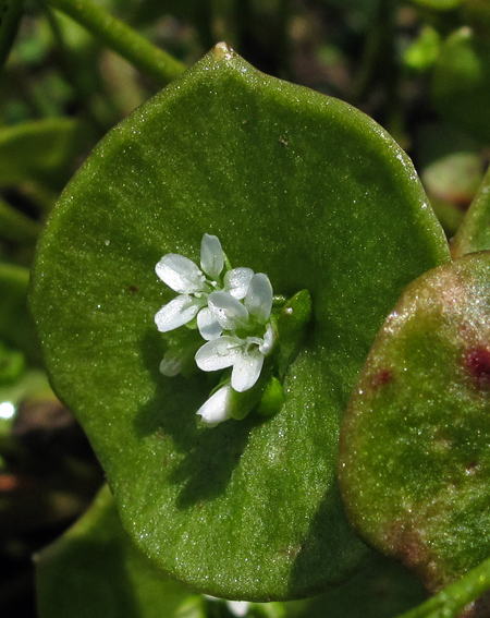 Claytonia3