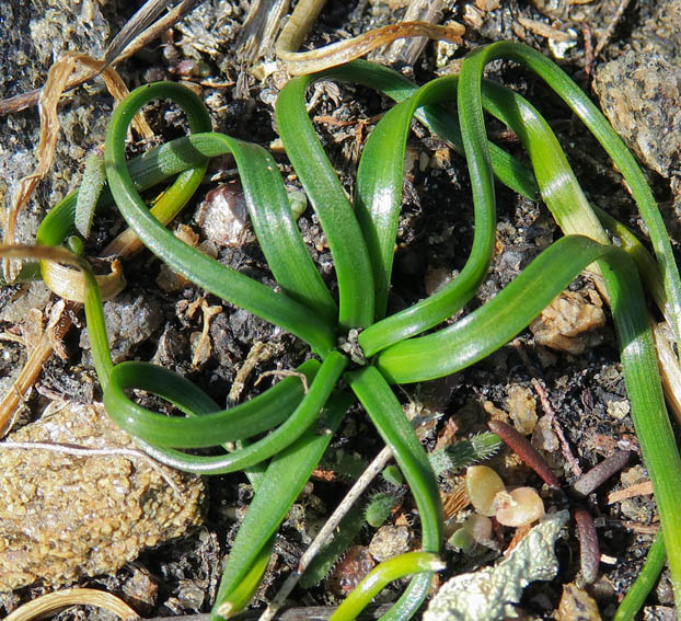 Isoetes2