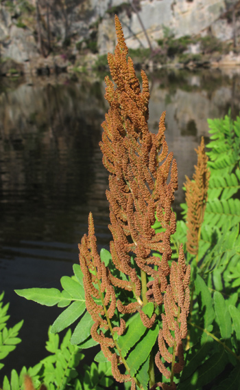 Osmunda1a