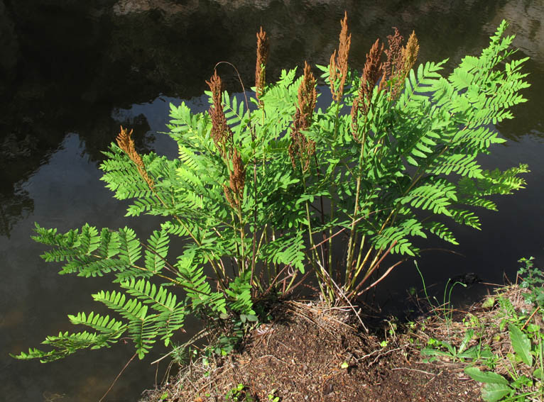 Osmunda1