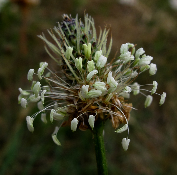 Plantago12