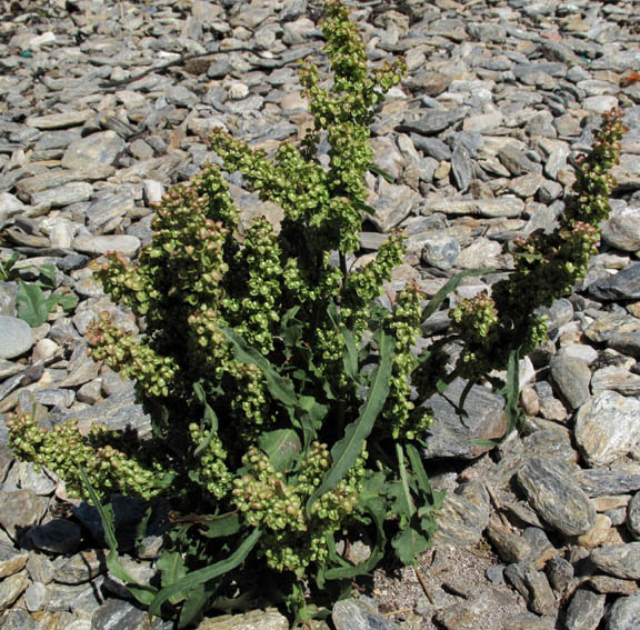 Rumex1