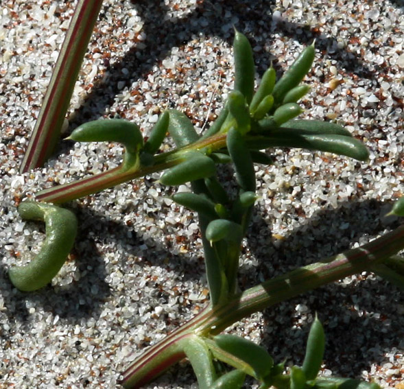 Salsola3