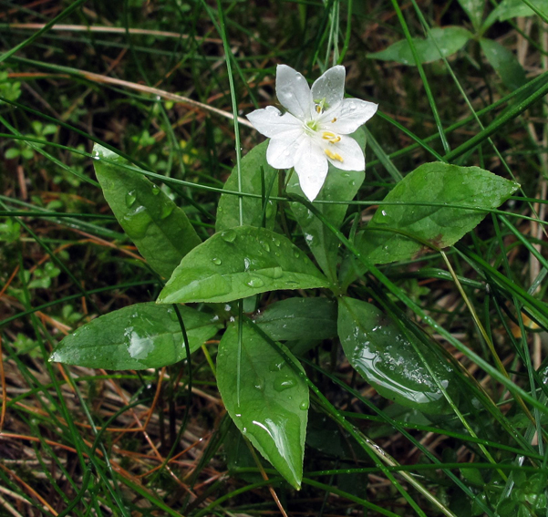 Lysimachia1