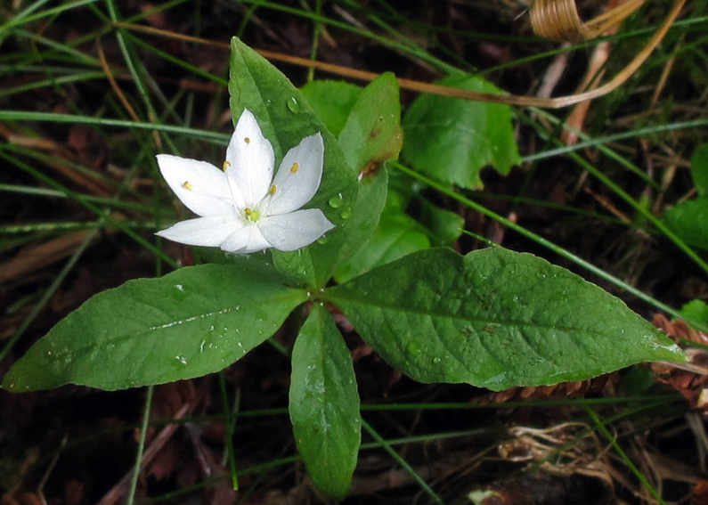 Lysimachia2