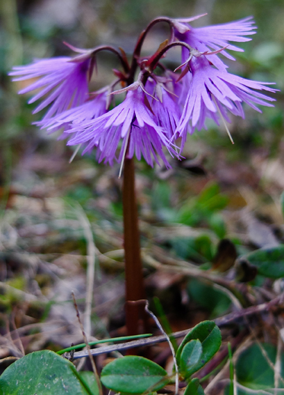 Soldanella1