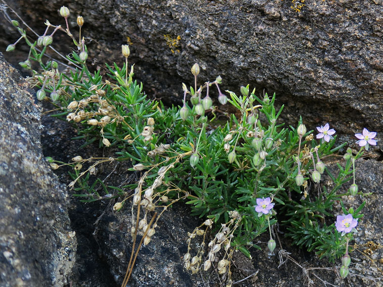 Spergularia2