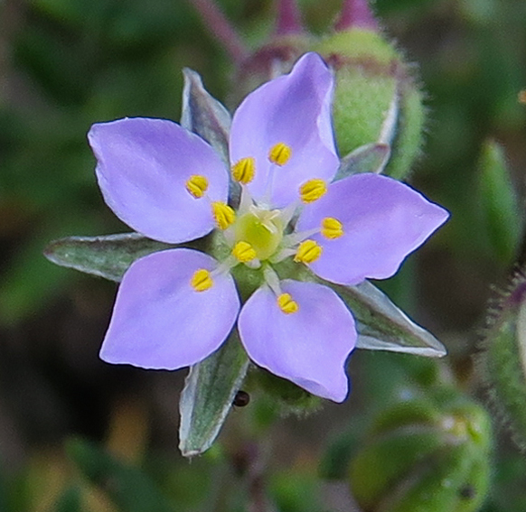 Spergularia4