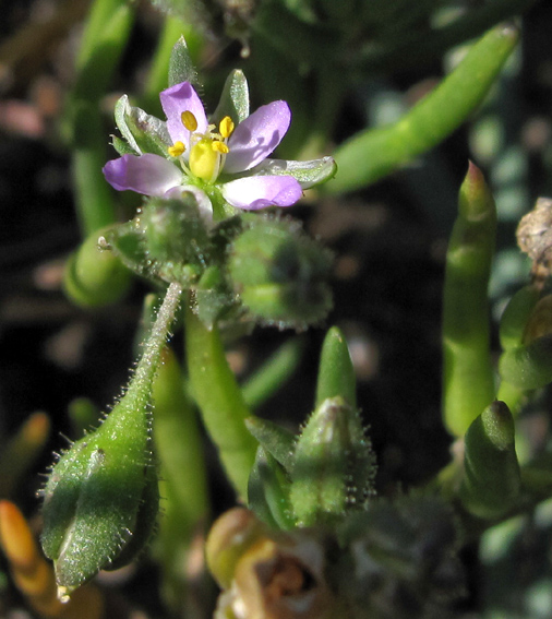 Spergularia9